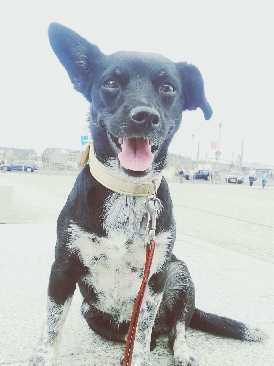 one animal, animal themes, pets, dog, domestic animals, looking at camera, portrait, mammal, focus on foreground, street, sitting, front view, pet collar, outdoors, day, full length, incidental people, close-up, mouth open