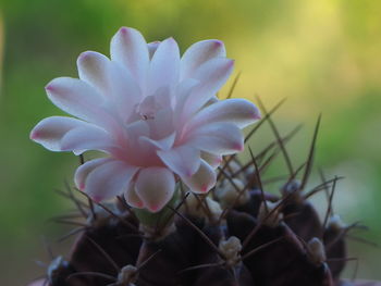 Close-up of pink flowering plant