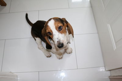 Dog standing on floor