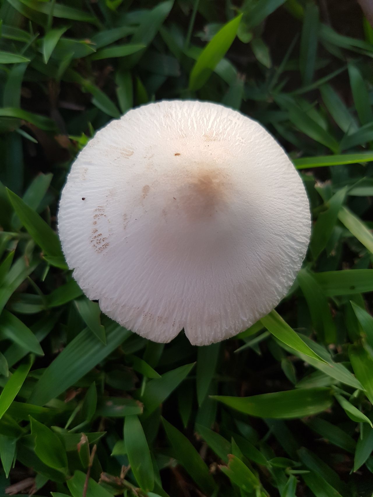 Mushroomonaseaside