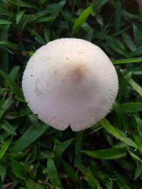 Close-up of mushroom growing on field