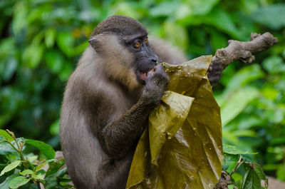 Monkey sitting on tree branch