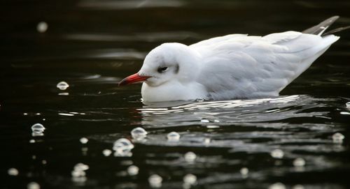 Close-up of swan swimming in lake