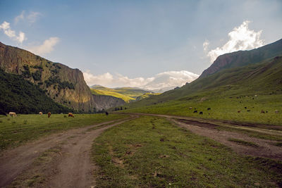 Summer road in the mountains with walking cows in the caucasus