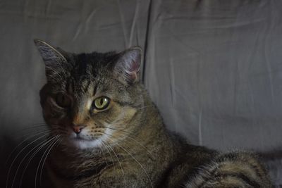 Close-up portrait of a cat