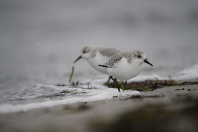 Close-up of bird on beach