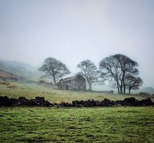 Trees on field against sky