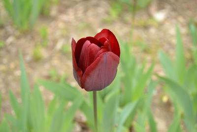 Close-up of red flower blooming outdoors