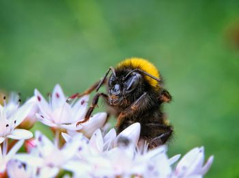 Close-up of bee pollinating on flower