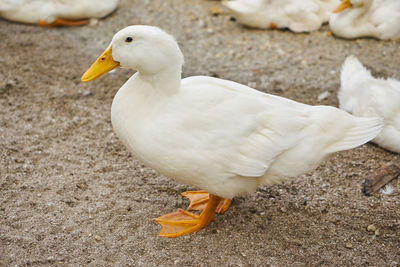 High angle view of seagull on land