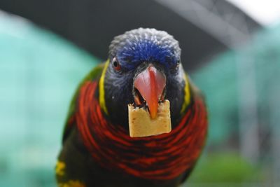 Close-up of parrot