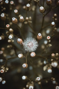 Close-up of white cherry blossom