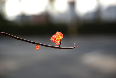 Close-up of red autumn leaf