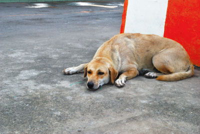 Dog sleeping on street