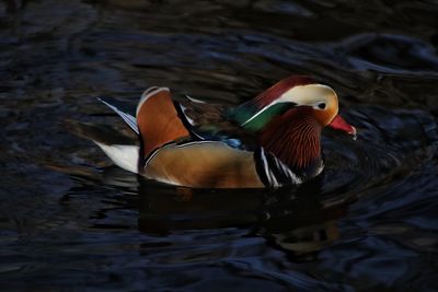 Duck swimming in lake