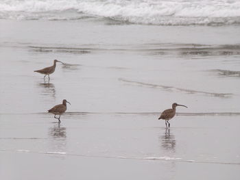 View of birds on beach