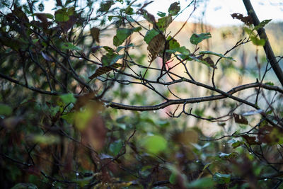 Close-up of leaves against blurred background