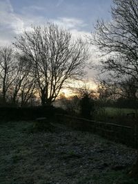 Silhouette of trees at sunset