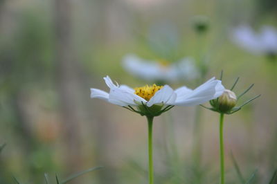 Close-up of white flowers blooming outdoors