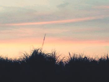 Silhouette of trees on field at sunset