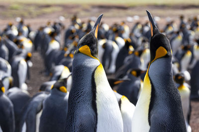 Close-up of penguins