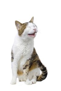 Cat sitting on white background