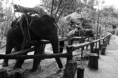 Horse on fence against trees