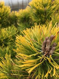 Close-up of pine cone on tree