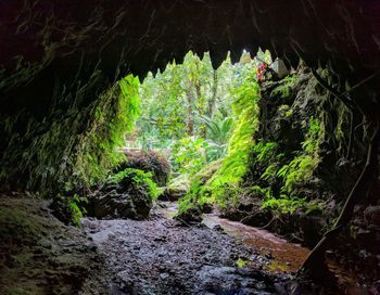 Plants and trees growing on rock