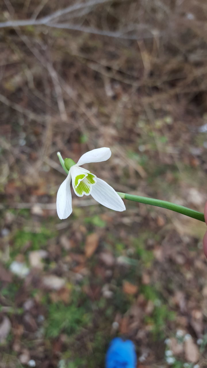 flower, fragility, close-up, petal, focus on foreground, growth, insect, white color, freshness, plant, nature, beauty in nature, flower head, selective focus, stem, leaf, one animal, butterfly, day, blooming