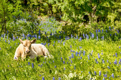 View of sheep on grassy field