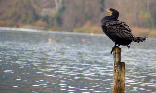 Gray heron perching on wooden post