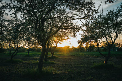 Trees on field against sky during sunset