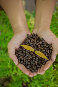 Close-up of hand holding leaf on field