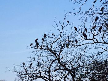 Low angle view of bare trees against clear blue sky