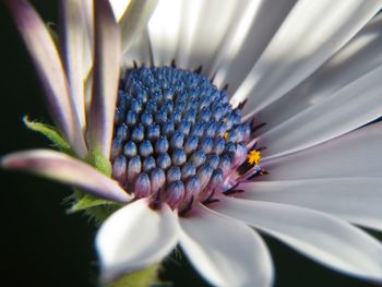 Close-up of purple flowering plant