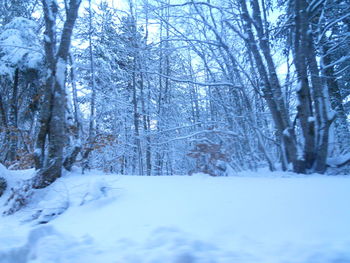 Trees in forest during winter