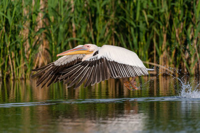 Side view of a bird flying over lake