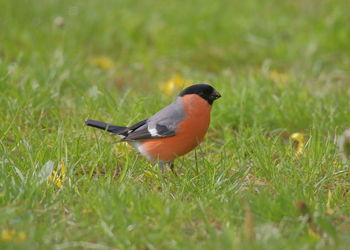 Bird perching on a field