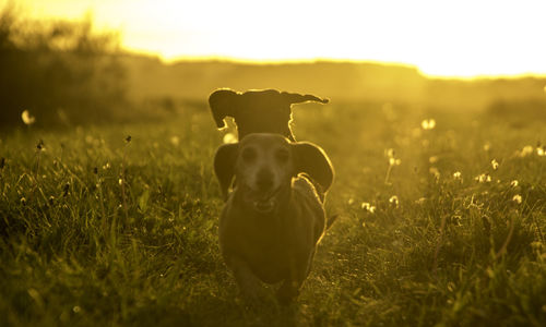 Dog on field