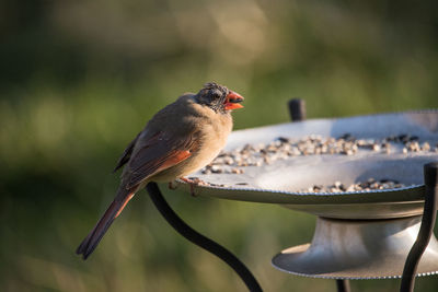 Close-up of bird perching on feeder