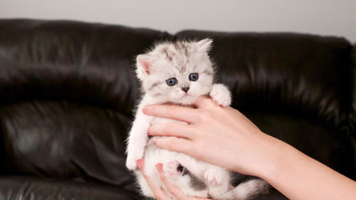 Hands holding fluffy white and tabby kitten