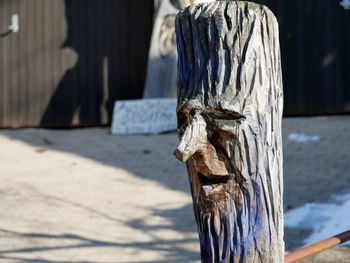 Close-up of lizard on wood