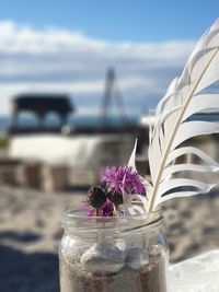 Close-up of purple flowering plant at beach against sky