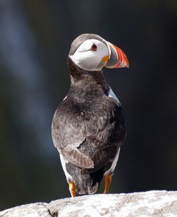 Close-up of bird perching on rock