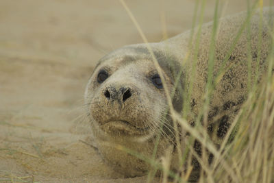 Close-up portrait of an animal