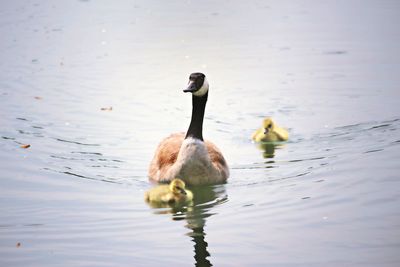 Goose with goslings in lake