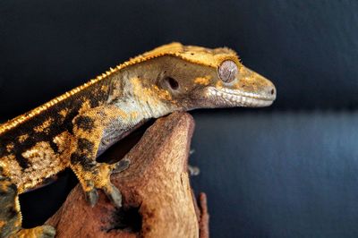 Tricolour pinstripe crested gecko