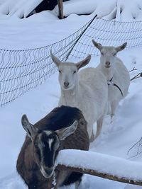 View of two dogs on snow covered land