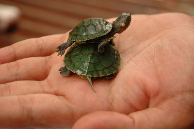 Close-up of person holding leaf